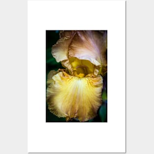 Garden Iris 1 Posters and Art